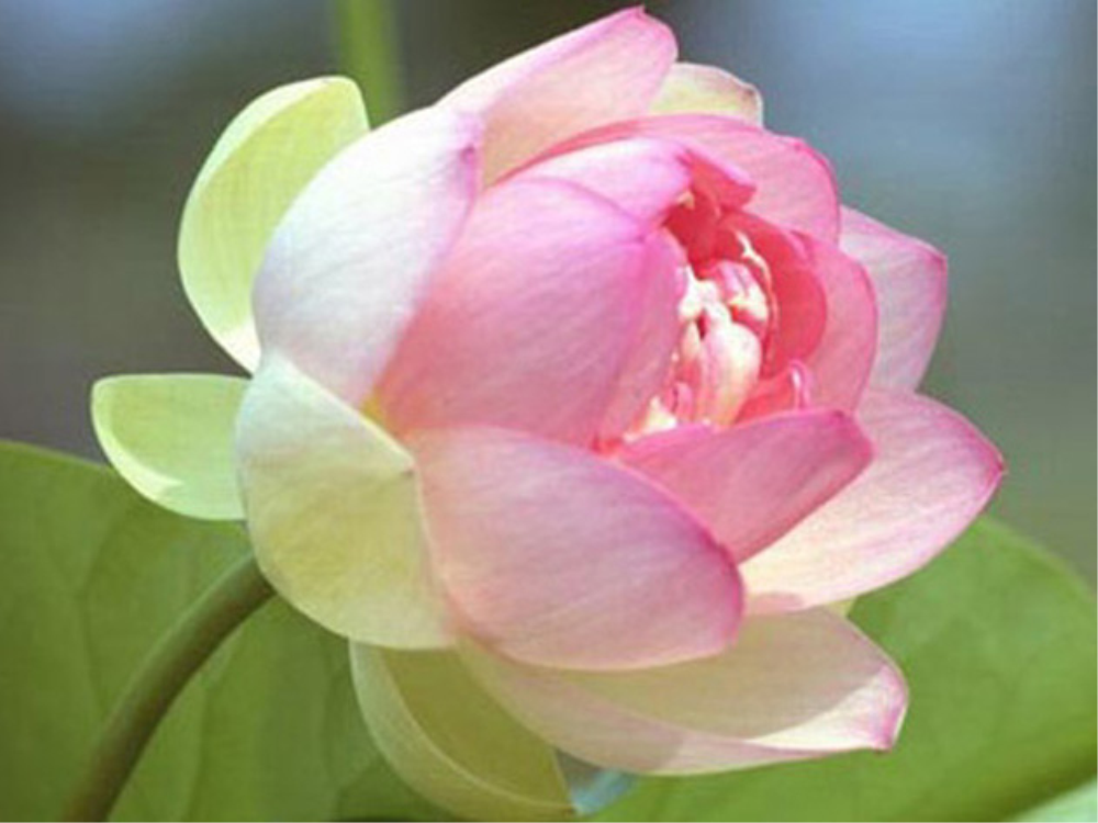 Đức khiêm hư